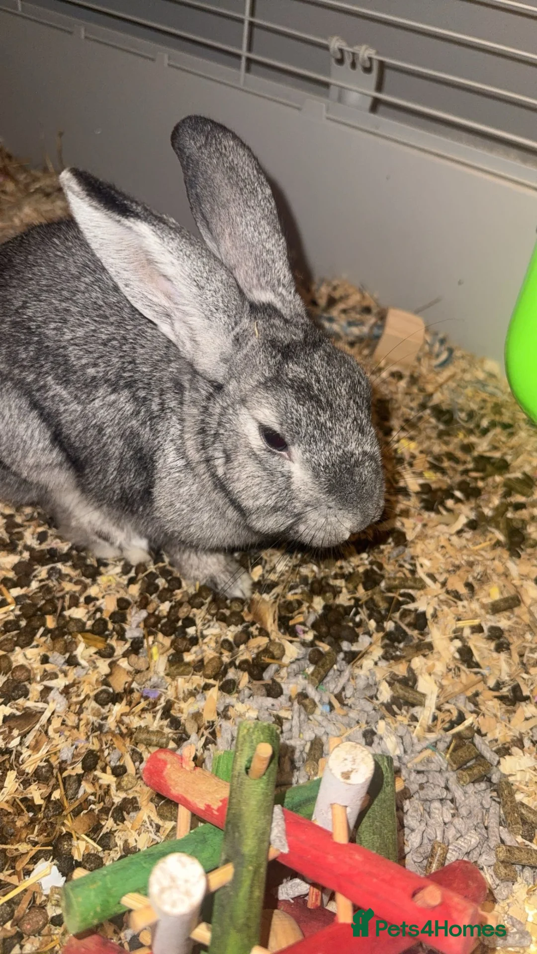 Mixed Breed rabbits for sale: Rabbits in Bonnyrigg - Advert 2