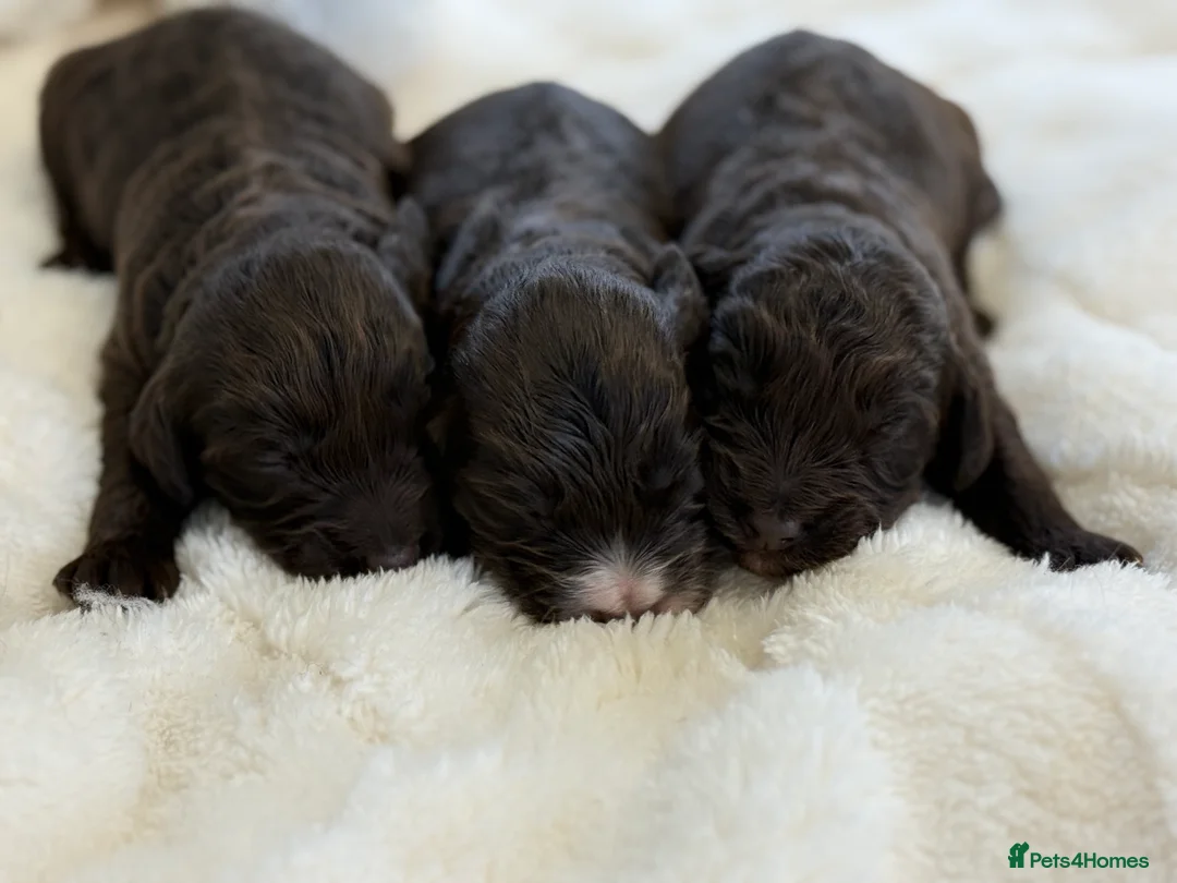 Cockapoo dogs for sale: F1 Show Cockapoo Ready April  - Advert 2