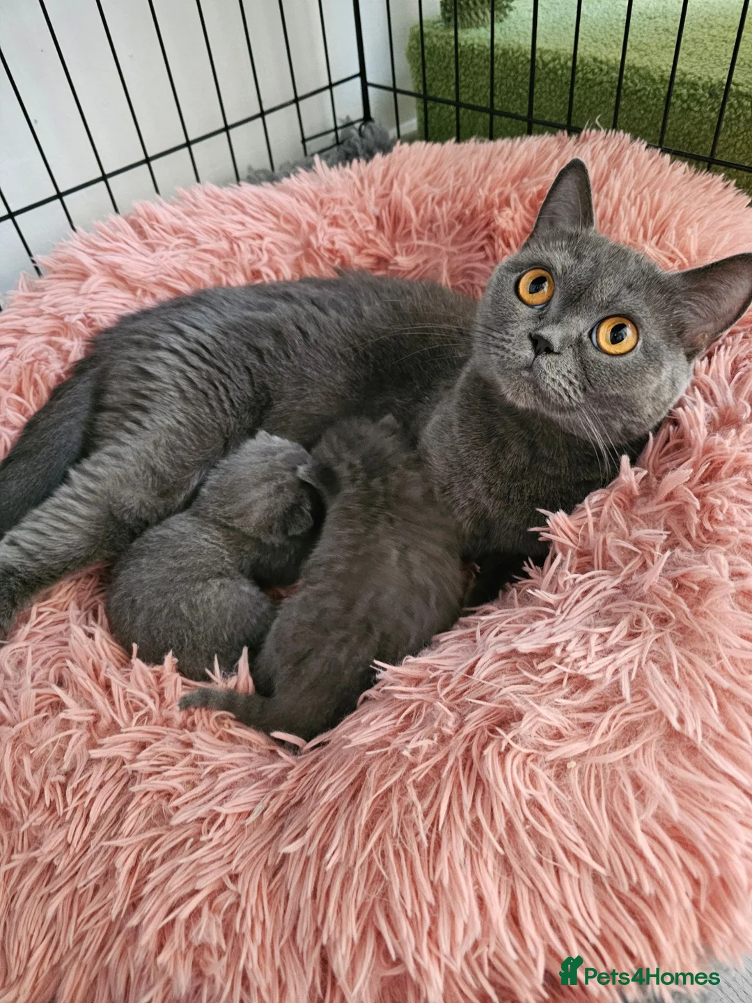 British Shorthair cats for sale: British Shorthair Kittens - Advert 11