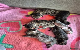 Savannah cats for sale: Savannah kittens  - Image 5