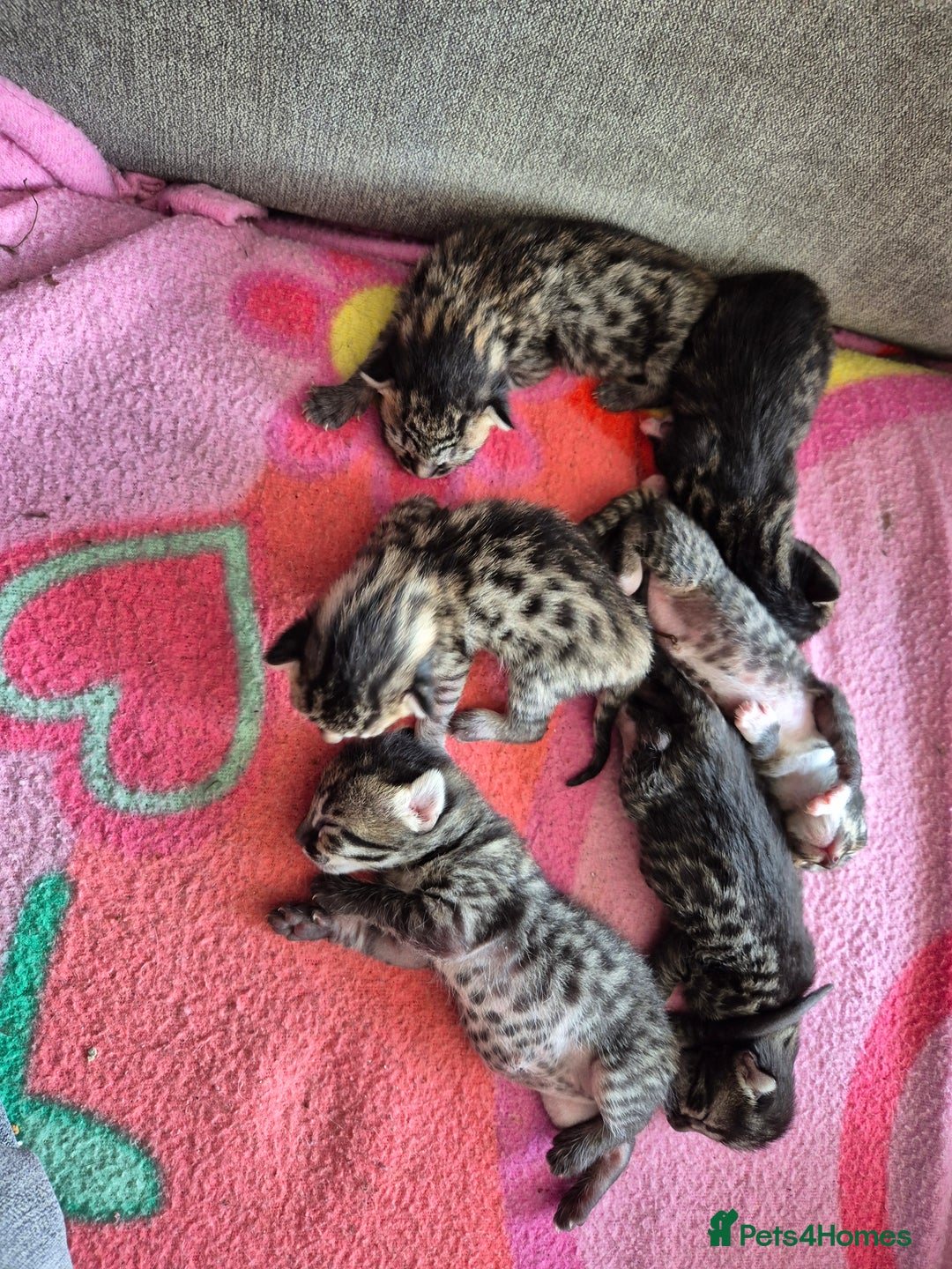Savannah cats for sale: Savannah kittens  - Image 5