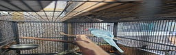 Ringnecks birds for sale: Male indian ringneck - Advert 1