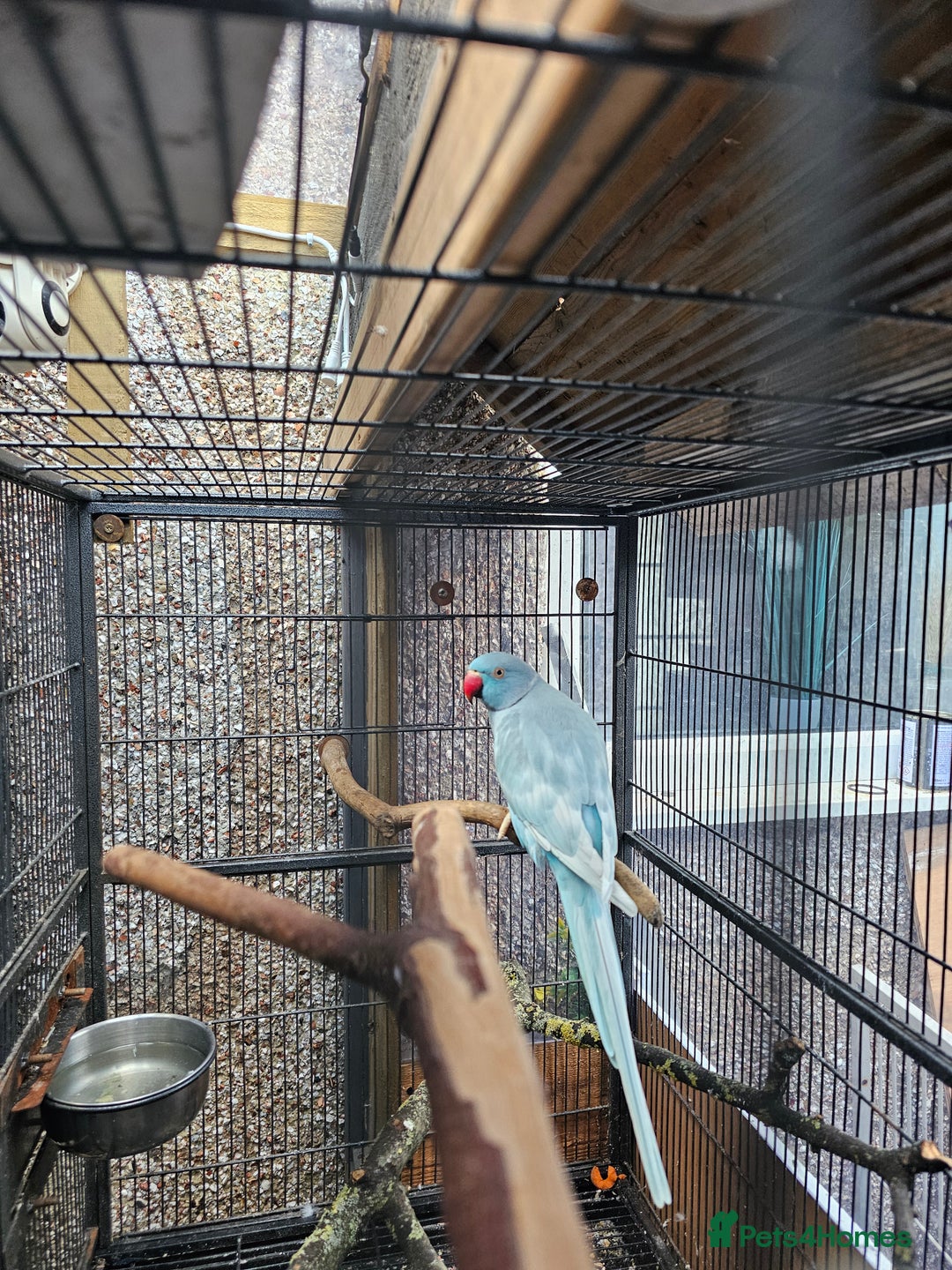 Ringnecks birds for sale: Male indian ringneck - Advert 1