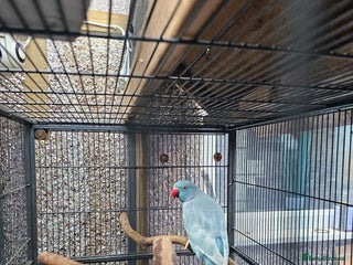 Ringnecks birds Male indian ringneck - Advert 2