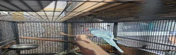 Ringnecks birds for sale: Male indian ringneck - Advert 1