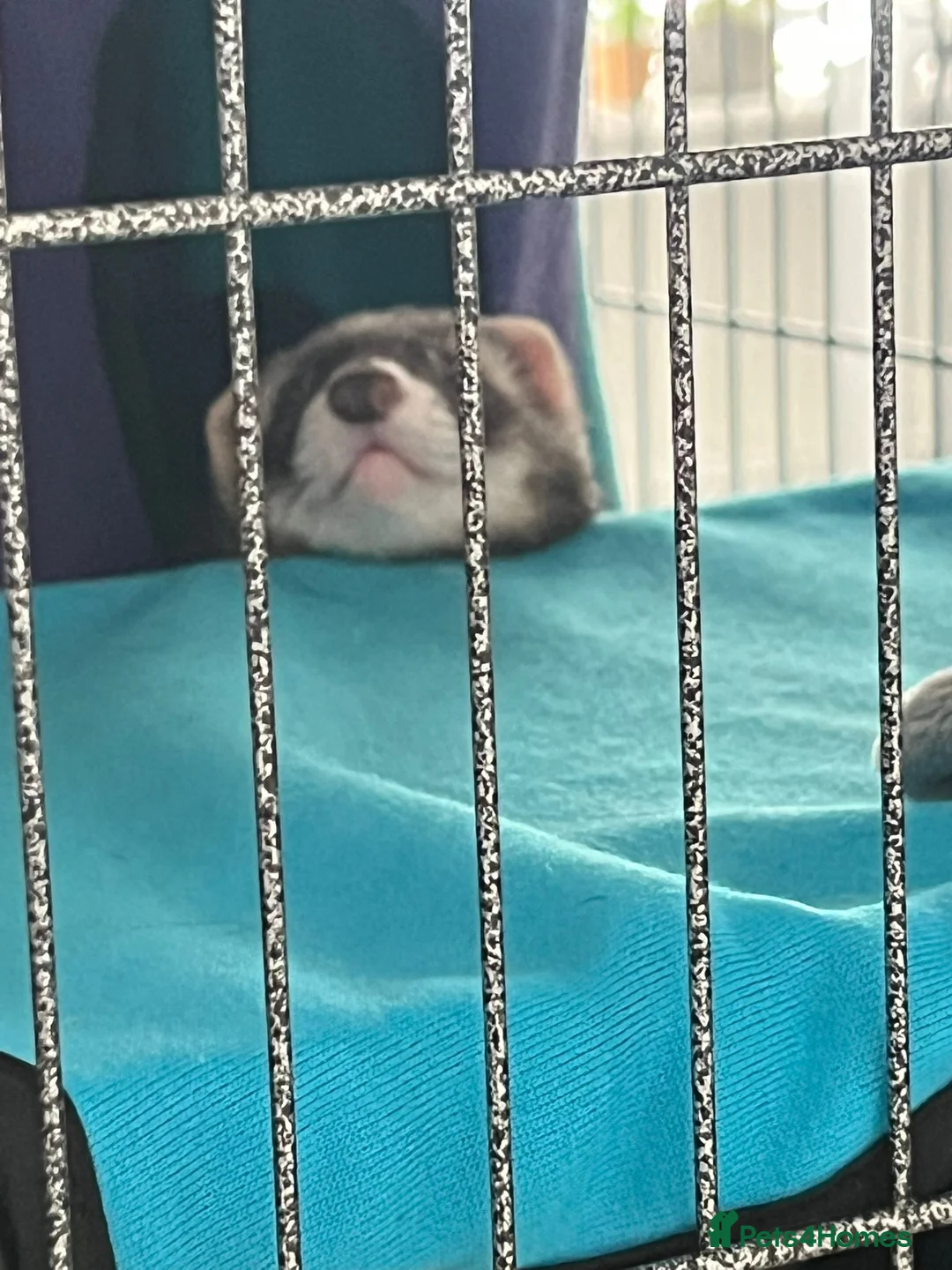 Ferret rodents for sale: Male ferret - Advert 4