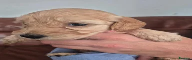 Cockapoo 1