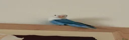 Lovebirds birds for sale:  Stunning Young Blue Lovebird – Friendly - Advert 2