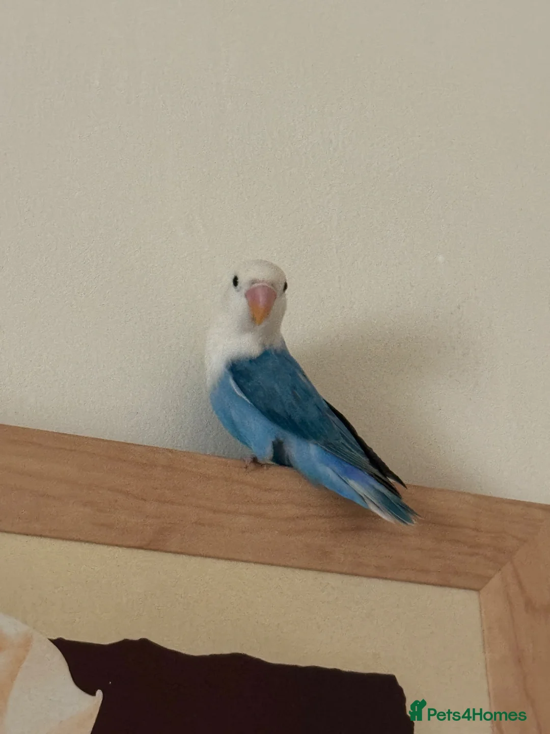 Lovebirds birds for sale:  Stunning Young Blue Lovebird – Friendly - Advert 2