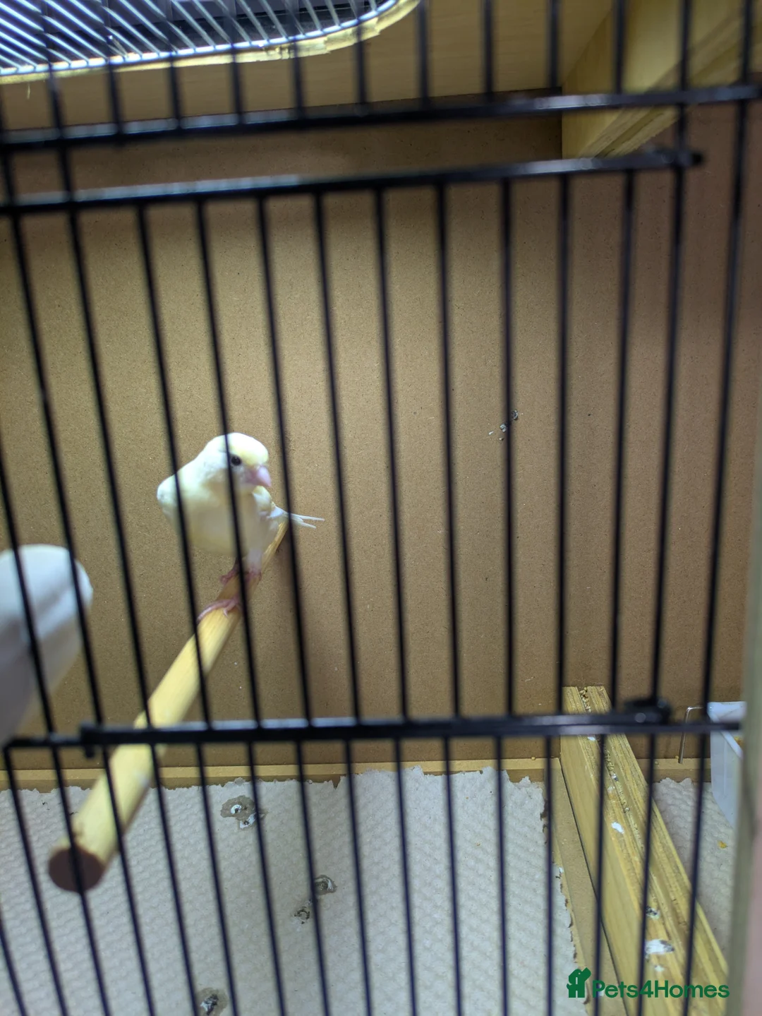 Canaries birds for sale: Canarys  in Kettering - Advert 2