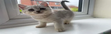 Silver Spotted girl