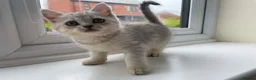 British Shorthair cats for sale: British Blue Shorthair Silver Tabby kittens - Advert 20