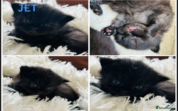 Himalayan cats for sale: Rare Himalayan mix kittens - Image 11