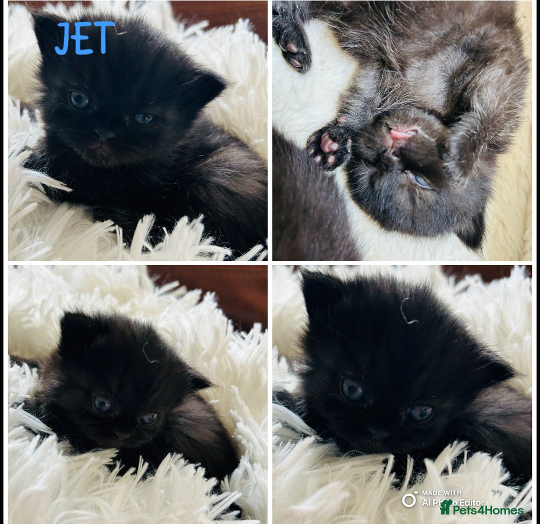 Himalayan cats for sale: Rare Himalayan mix kittens - Image 11