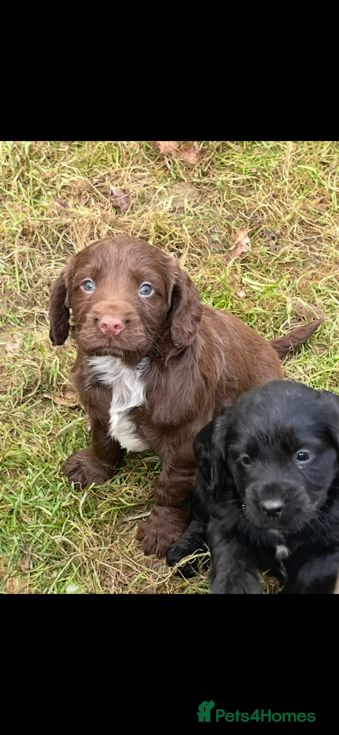 Cocker Spaniel dogs for sale: Beautiful Cockerspaniel Puppies for sale🐶 - Advert 15