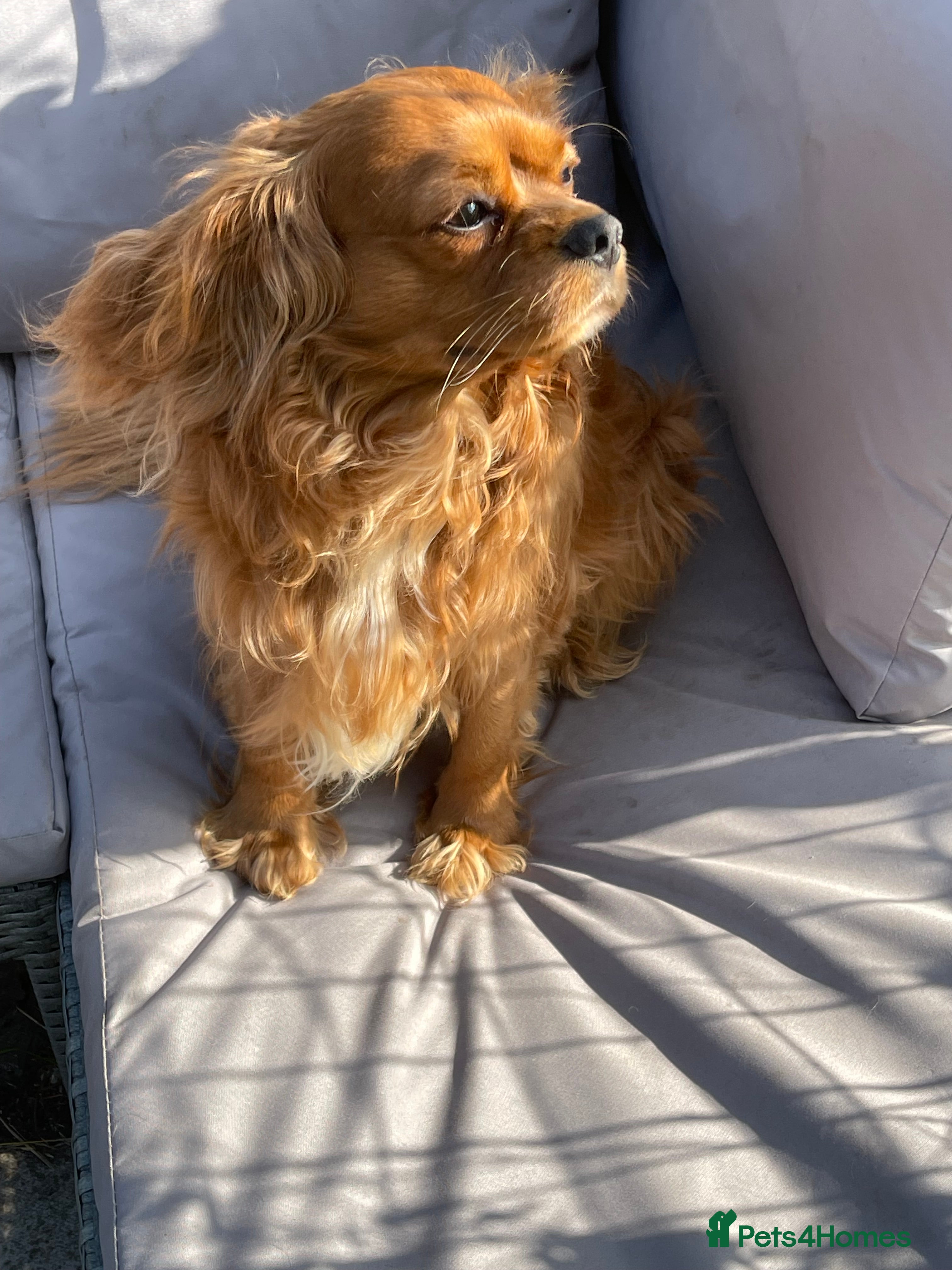 Cavalier King Charles Spaniel dogs Beautiful Red Cavalier King Charles Spaniel in Mansfield - Advert 5