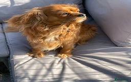 Cavalier King Charles Spaniel dogs for stud: Beautiful Red Cavalier King Charles Spaniel in Mansfield - Image 1