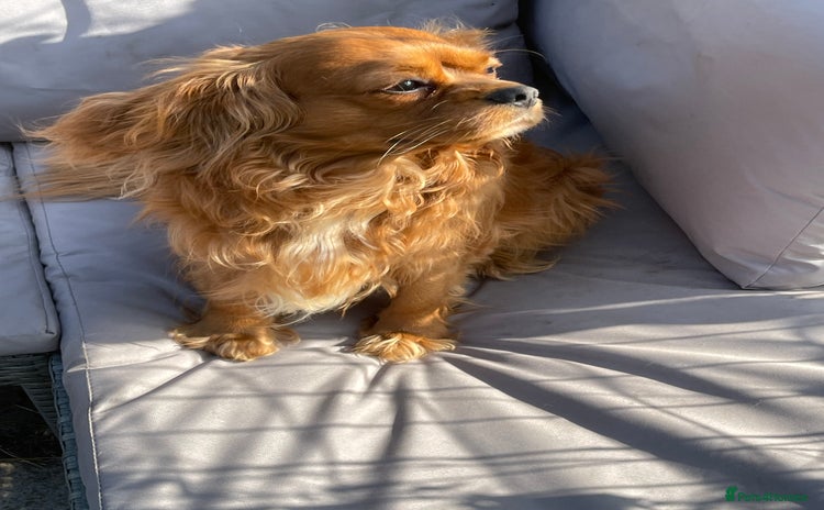 Cavalier King Charles Spaniel dogs in Mansfield - Advert 6