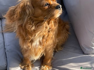 Cavalier King Charles Spaniel dogs in Mansfield - Advert 14