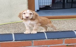 Cocker Spaniel dogs for sale: Gorgeous Chocolate & Sable Show Cocker Pups Ready - Image 31
