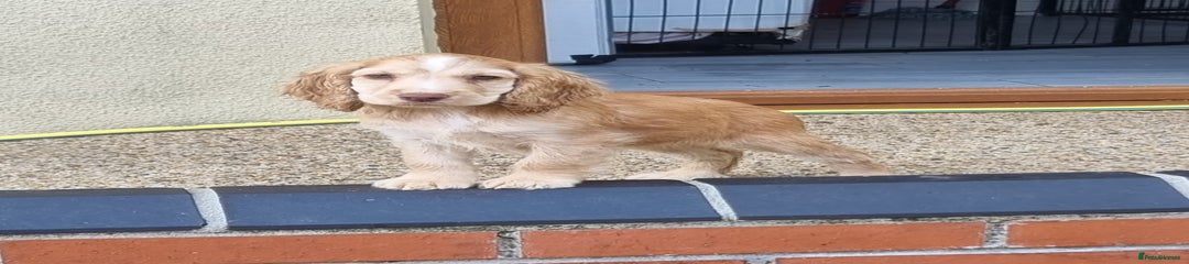Gold Sable Girl