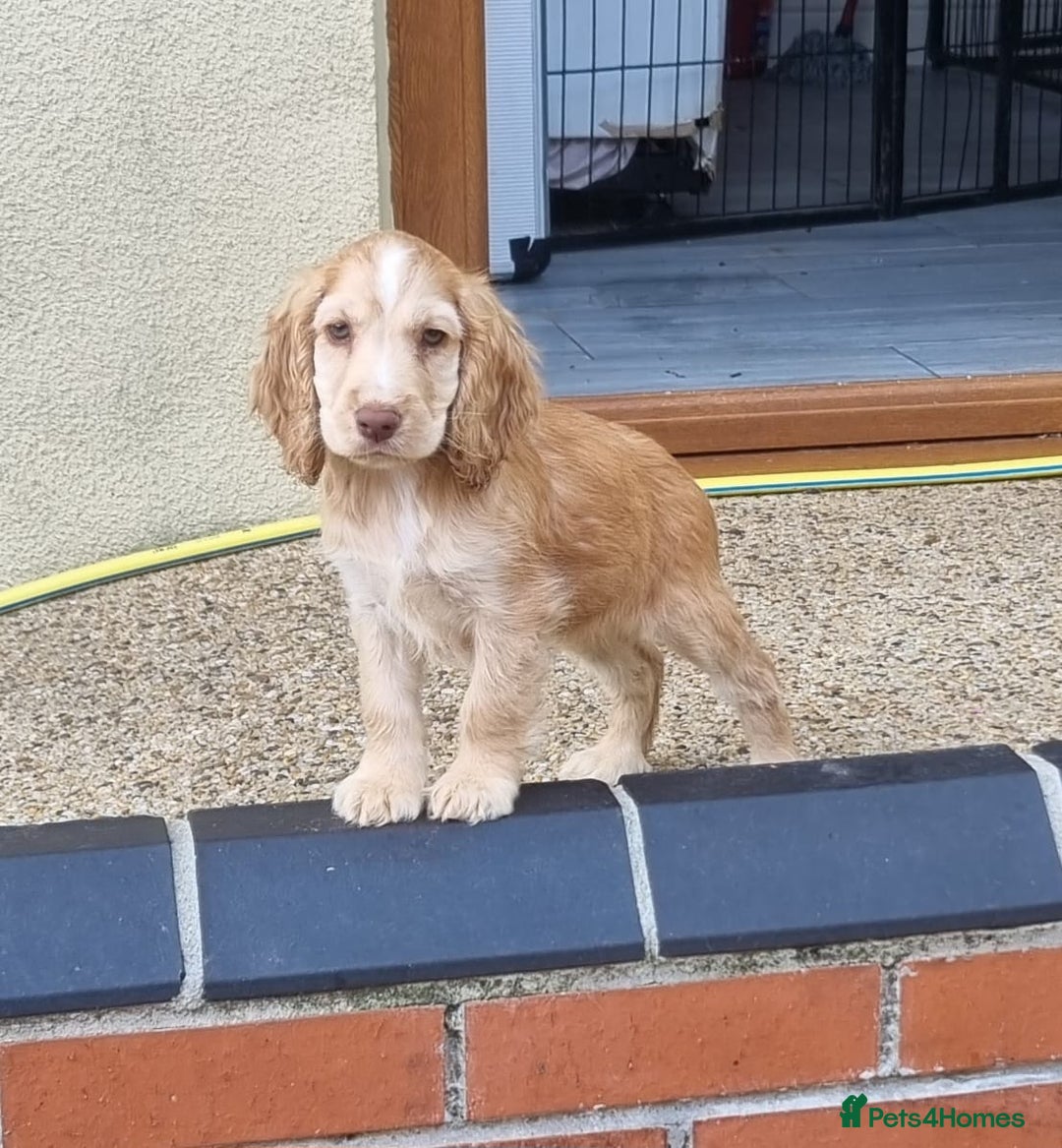 Cocker Spaniel dogs for sale: Gorgeous Chocolate & Sable Show Cocker Pups Ready - Image 31