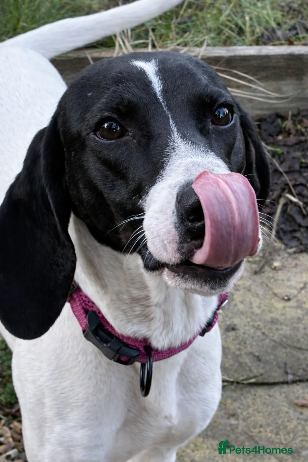 Pointer dogs for adoption: Oliver.From Broken to Brave.Ready for Forever Home - Advert 1
