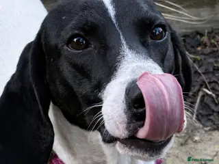 Pointer dogs Oliver.From Broken to Brave.Ready for Forever Home - Advert 1