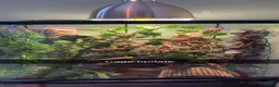Gecko reptiles for sale: Crested gecko (full set up)  - Advert 5