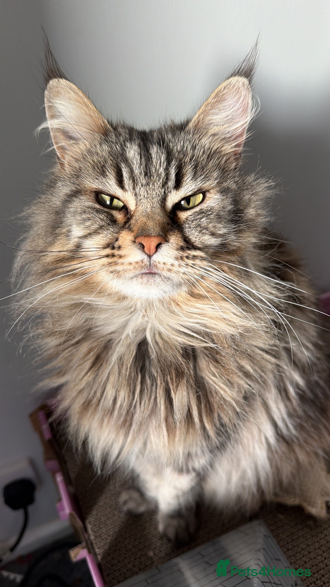 Maine Coon cats 5 yr old female MC - Advert 1