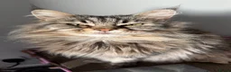 Maine Coon cats for sale: 5 yr old female MC - Advert 1