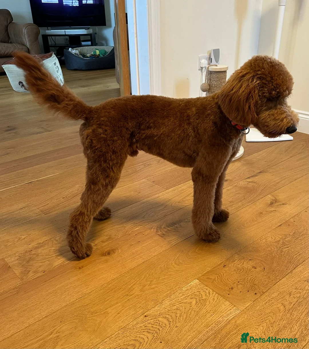 Mini Goldendoodle dogs for sale: Stunning Mini Irishdoodle health tested parents  - Advert 15