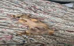 Miniature Dachshund dogs for sale: Miniature dachshund 7 months  - Image 1