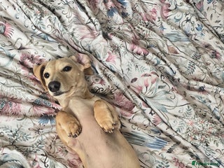 Miniature Dachshund dogs - Advert 36