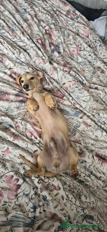 Miniature Dachshund dogs - Advert 4