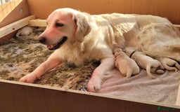 Golden Retriever dogs for sale: Golden Retriever Pups – First Class Homes Wanted - Image 9