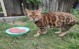 Bengal cats for sale: 😺 Rehoming TICA Bengal Cats Ready for New Home 🏡 - Image 1