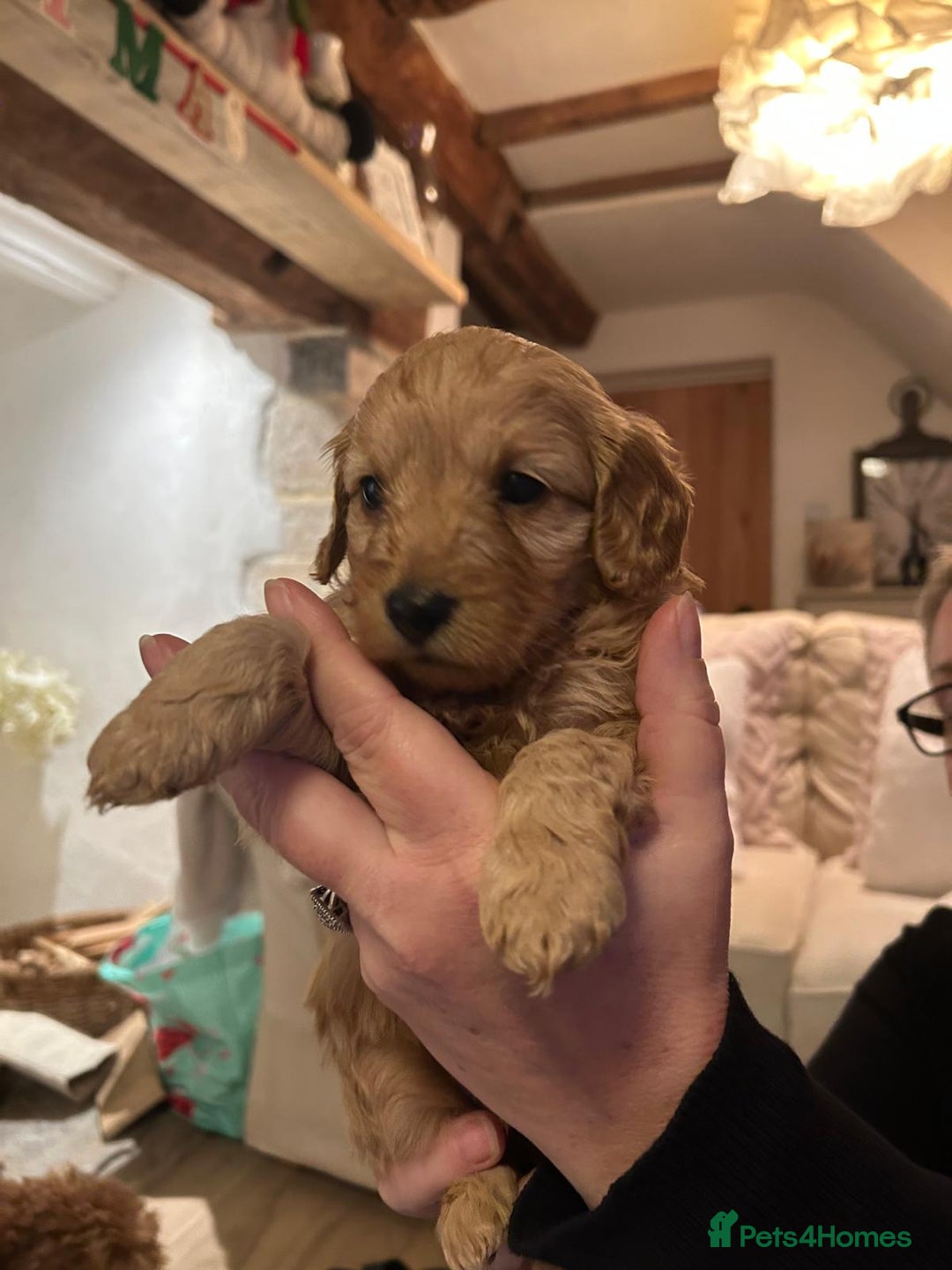 Cockapoo dogs for sale: Amazing miniature F1b cockapoo  - Advert 2