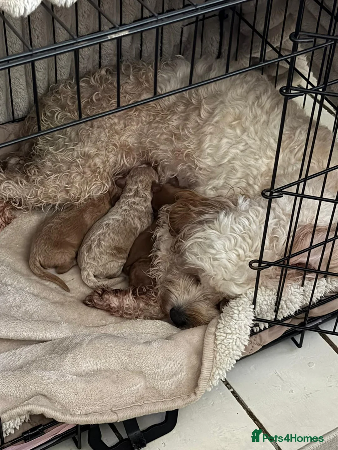 Cavapoo dogs for sale:  EXTRA TINY & CURLY female F2 toy cavapoo puppies - Advert 7