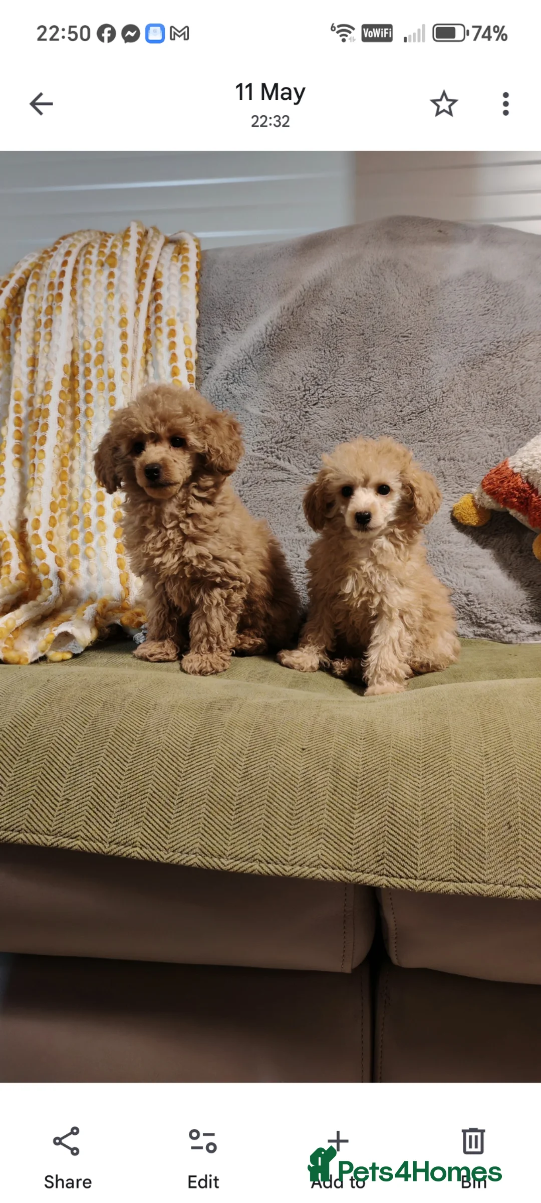 Toy Poodle dogs for sale: Toy poodle pups for sale - Advert 2