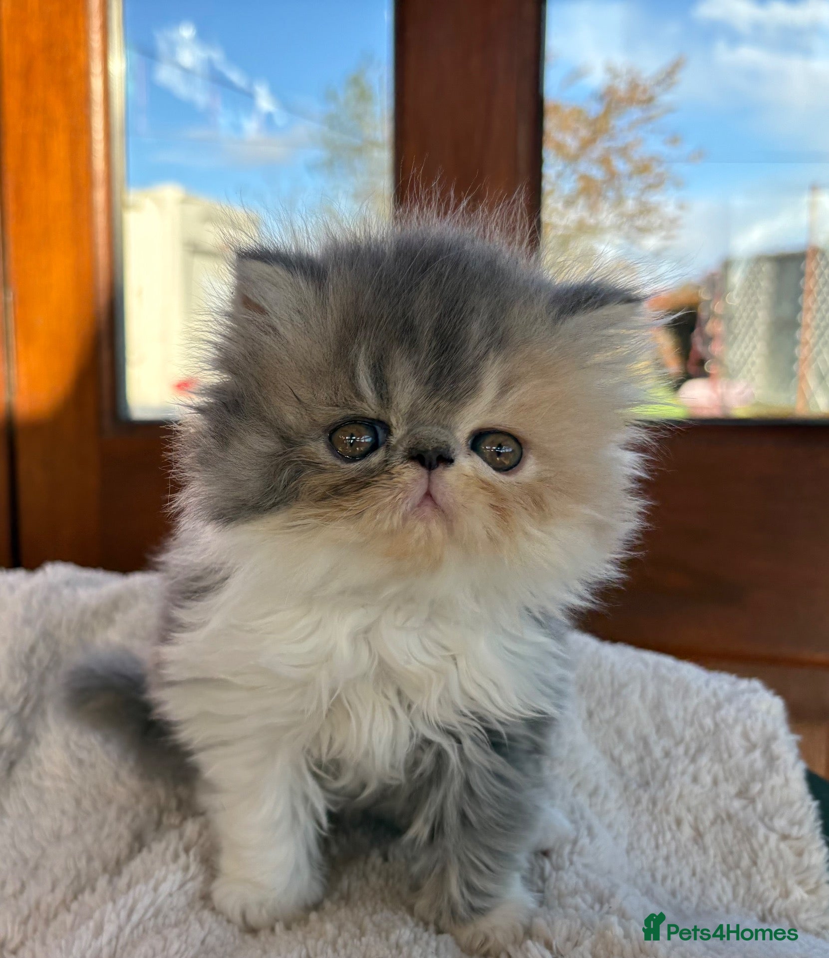 Persian cats for sale: Exotic long haired kittens male and female  - Advert 9