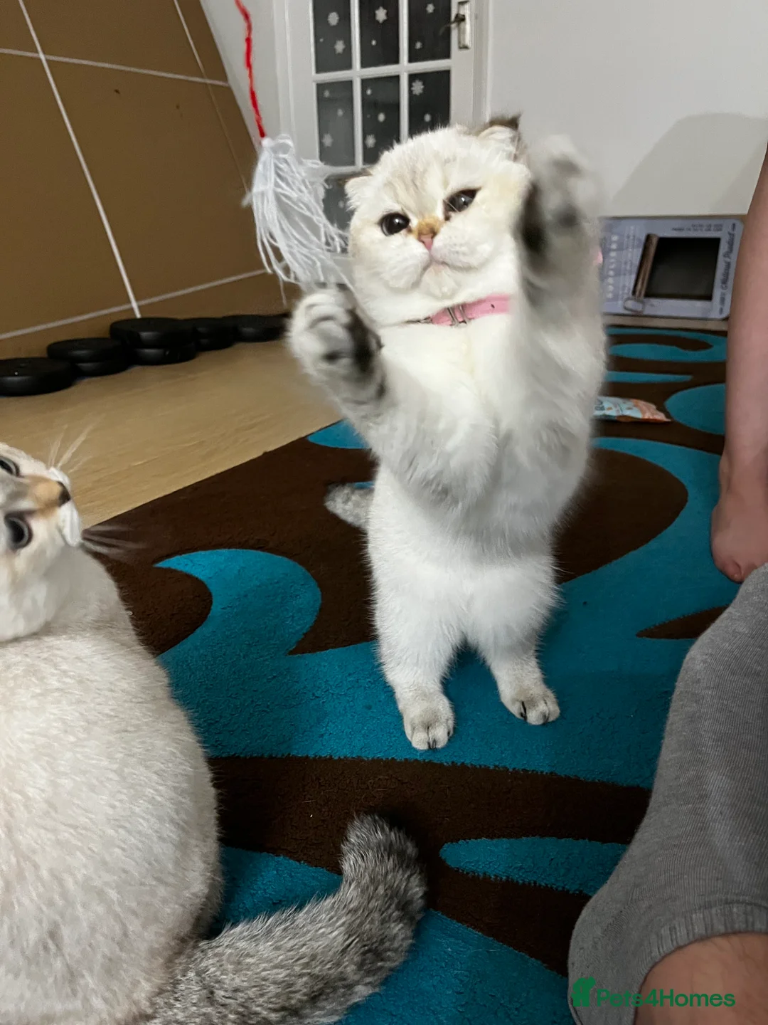 British Shorthair cats for sale: British shorthair Enzo and Misty - Advert 17