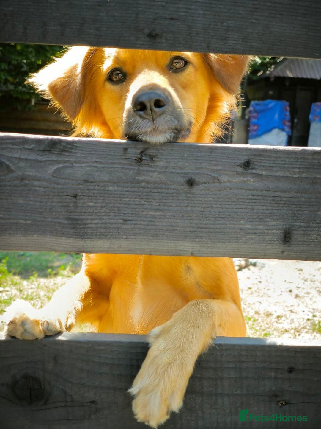 Mixed Breed dogs for adoption: 🐶💖 MIAH 💖🐶 - Image 28