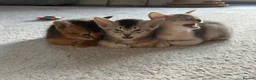 Abyssinian cats for sale: TICA Registered Abyssinian Kittens - Advert 9
