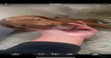 Cavapoo dogs - Advert 1