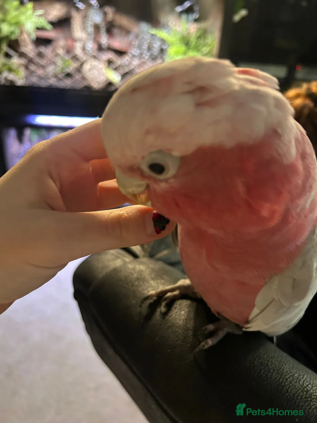 Cockatoo birds for sale: Galah cockatoo pair-£2500 - Advert 3