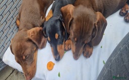 Miniature Dachshund dogs for sale: Chocolate & Black/Tan Mini Daxies - Image 1