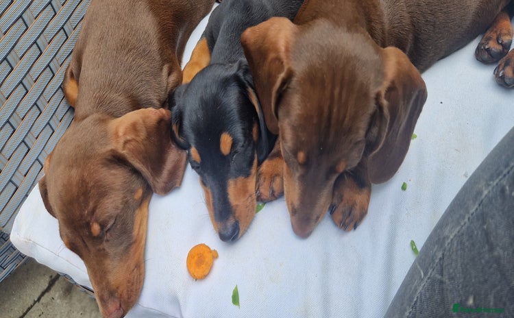 Miniature Dachshund dogs - Advert 4