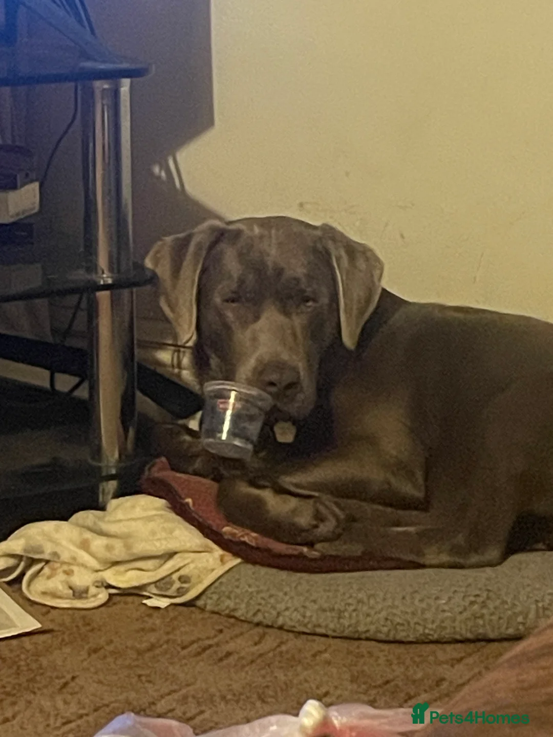 Labrador Retriever dogs for stud: Stud Silver Labrador - Advert 9