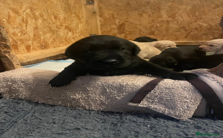 Labrador Retriever dogs - Advert 11
